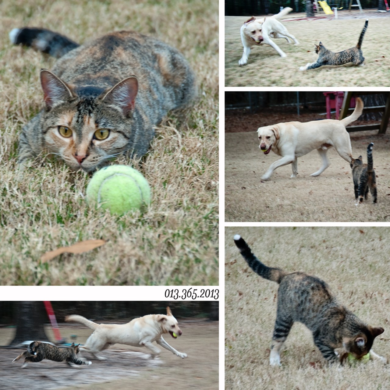 Fetch